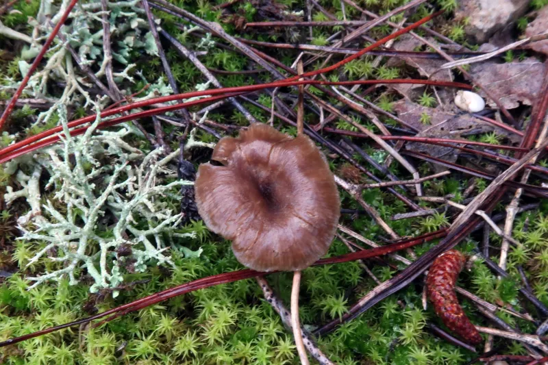 Arrhenia rustica 1 - IMG_1919